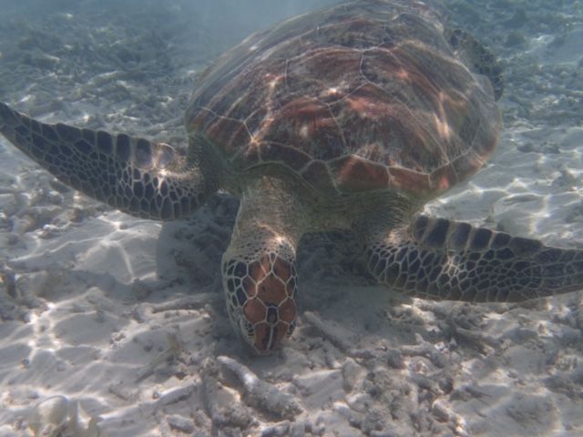 なんと浅瀬でもウミガメに会えますっ！！！