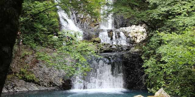 油木美林(あぶらぎびりん)