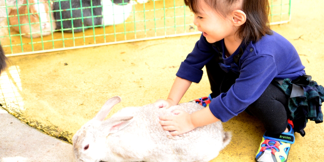 動物と触れ合い体験